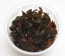 XL In-Vitro Breitblättriges Papageienblatt / Alternanthera Sp. Broadleaf