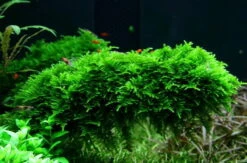 In-Vitro Christmas Moss / Vesicularia Dubyana 'Christmas', Moos