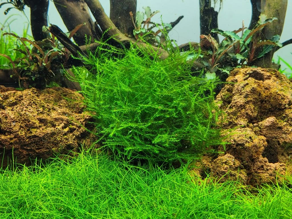 1-2-GROW! Ufermoos / Leptodictyum Riparium Von TROPICA