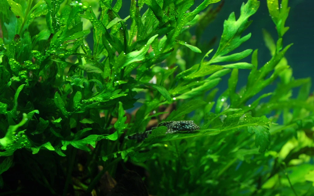 MUTTERPFLANZE Kongo Wasserfarn / Bolbitis Heudelotii