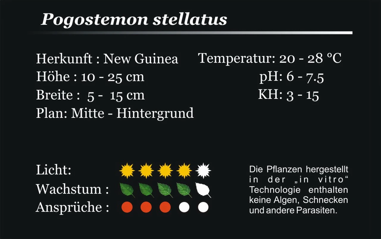 XL In-Vitro Quirlblättrige Sternpflanze / Pogostemon Stellatus (Eusteralis Stellata) Im XL-Cup – Bild 4