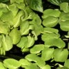 1-2-GROW! Kleinohriger Schwimmfarn / Salvinia Auriculata Von TROPICA