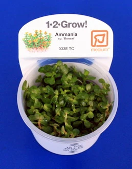 1-2-GROW! Bonsai Rotala / Rotala 'Bonsai' Von TROPICA – Bild 2