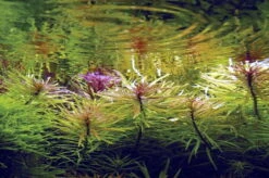 Ludwigia Inclinata 'Cuba' Im Topf