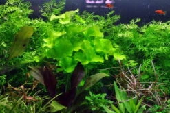 1-2-GROW! Mini-Seerose Aus Taiwan / Nymphoides Sp. 'Taiwan' ('Flipper')