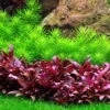 1-2-GROW! Indische Sternpflanze / Pogostemon Deccanensis Von TROPICA