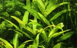 MUTTERPFLANZE Thailändischer Wasserfreund / Hygrophila Corymbosa 'Siamensis'