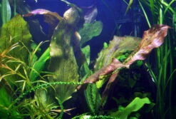 MUTTERPFLANZE Rot Getüpfelte Schwertpflanze / Echinodorus Ozelot (rot)