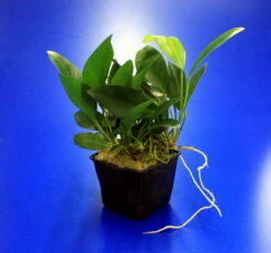 MUTTERPFLANZE Kongo-Speerblatt / Anubias Congensis