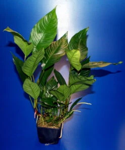 MUTTERPFLANZE Verschiedenblättriges Speerblatt / Anubias Heterophylla