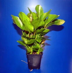 MUTTERPFLANZE Rötlicher Froschlöffel Harbig / Echinodorus Harbich Rot