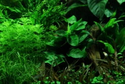 Wurzel+Saugnapf Mit Zwergspeerblatt / Anubias Nana Auf Wurzel+Sauger