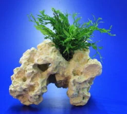 Lochstein Gr. M Mit Windelov Javafarn / Microsorum Windelov Auf Künstlichem Mondstein