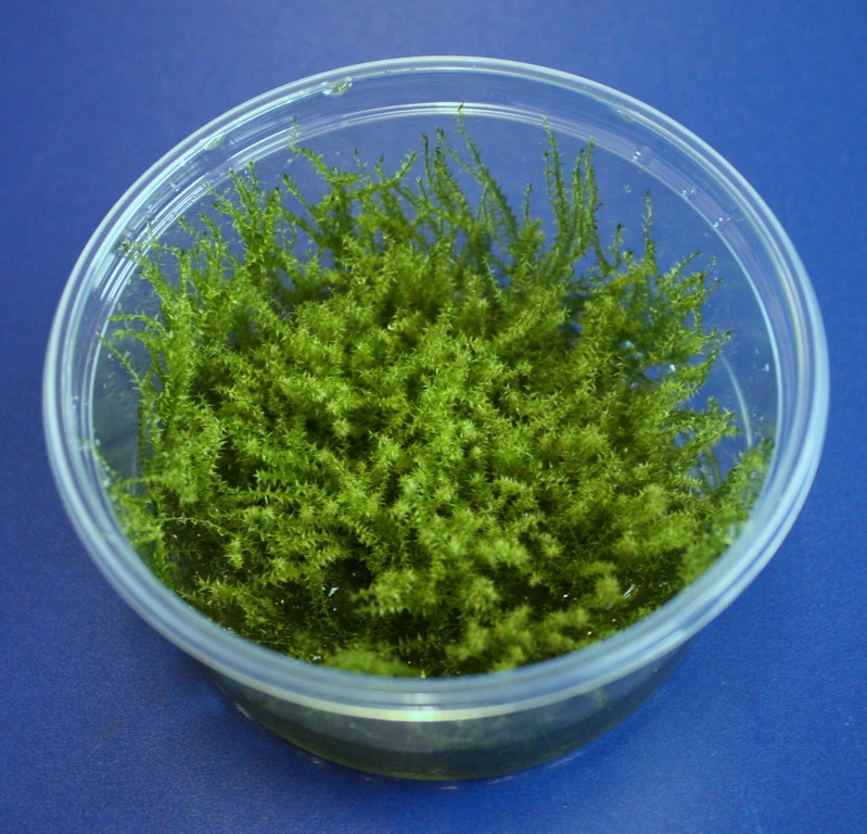 XL In-Vitro Sternmoos - Star Moss / Hyophila Involuta - Tortula Ruralis Im Großem 8 Cm Moos Cup
