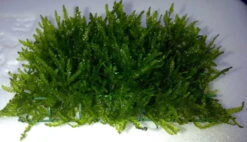 Flammenmoos Als Matte Ca. 80 X 50 Mm / Taxiphyllum Spec. Flame, Moos