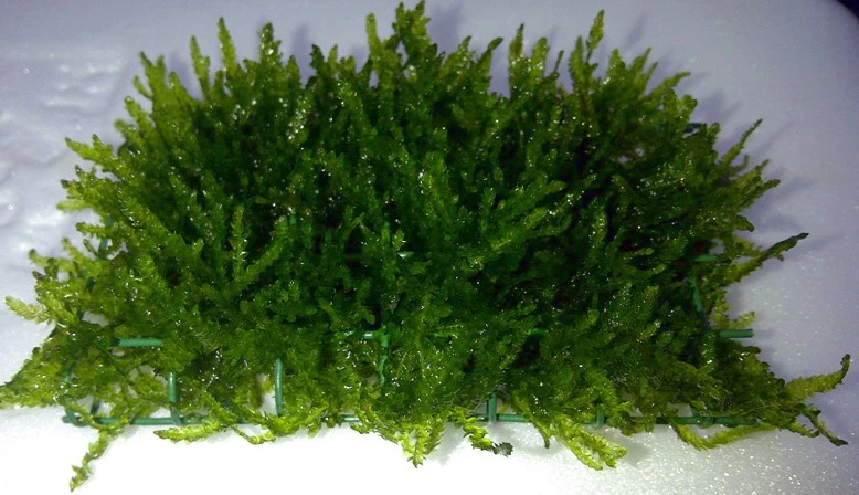 Flammenmoos Als Matte Ca. 80 X 50 Mm / Taxiphyllum Spec. Flame, Moos