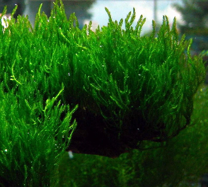 Flammenmoos Als Matte Ca. 80 X 50 Mm / Taxiphyllum Spec. Flame, Moos – Bild 2