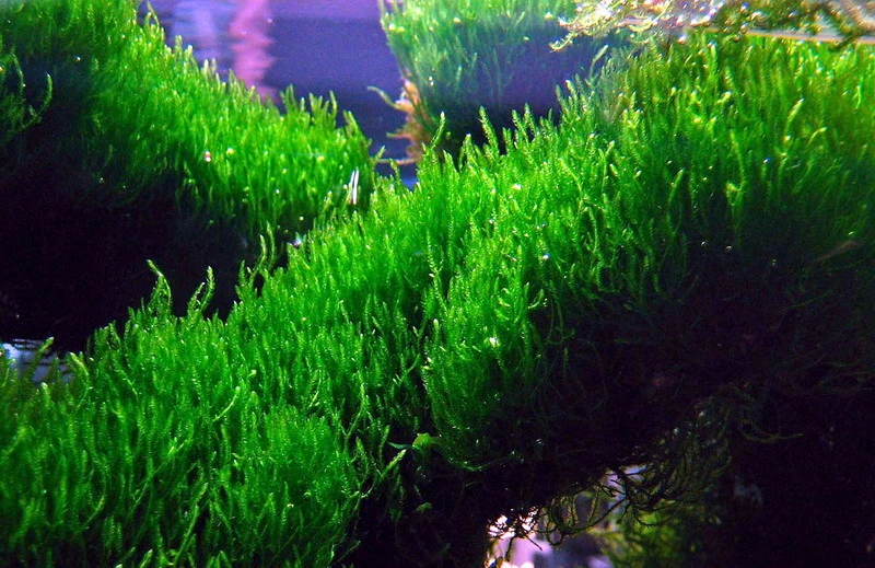 Flammenmoos Als Matte Ca. 80 X 50 Mm / Taxiphyllum Spec. Flame, Moos – Bild 3