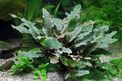 XL In-Vitro Brauner Wasserkelch / Cryptocoryne Wendtii Brown