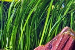 Marmorierte Wasserschraube / Vallisneria Spiralis 'Tiger'