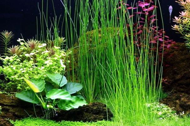 Riesen-Nadelsimse / Eleocharis Montevidensis, Eleocharis Sp. "Xingu"