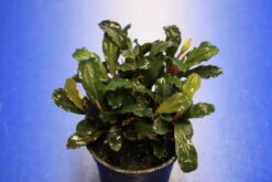 Rote Mini Bucephalandra Sp. 'Lamandau Mini Red' ***RARITÄT***