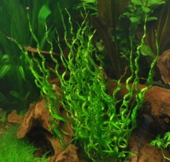 1-2-GROW! Korkenzieher Schwertpflanze / Helanthium 'Vesuvius'