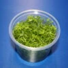 In-Vitro Nanjenshan-Rotala / Rotala Sp. 'Nanjenshan'