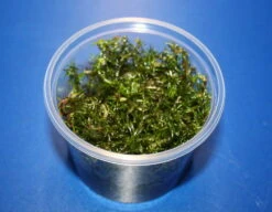 In-Vitro Rotala Sp. "Vietnam"