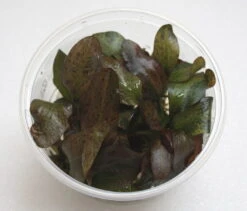 XL In-Vitro Rot Geflammte Schwertpflanze / Echinodorus Red Flame