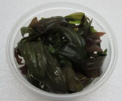 XL In-Vitro Rubinrote Schwertpflanze / Echinodorus 'Rubin'