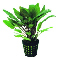 Gehämmerter Wasserkelch / Cryptocoryne Bullosa