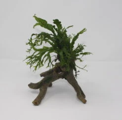 Windelov Javafarn Stelzwurzel - Mit Microsorum Windelov