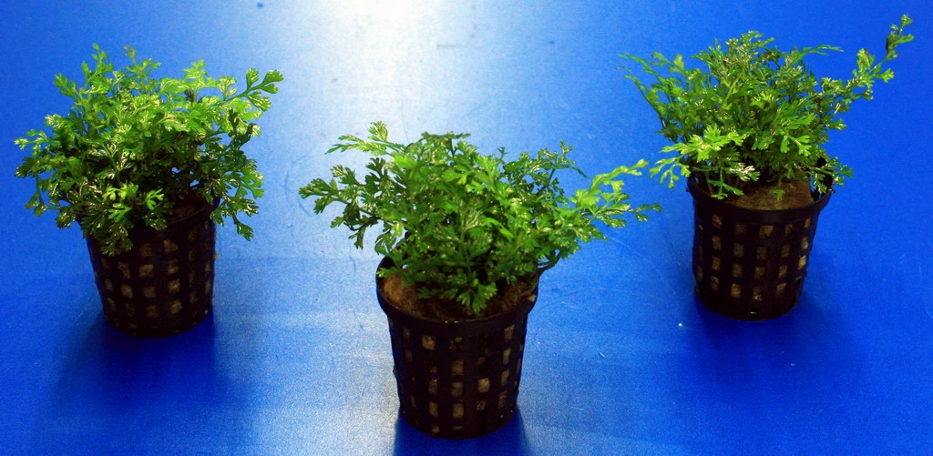 Mini-Bolbitis, Mini-Wasserfarn / Bolbitis (heteroclita) Difformis – Bild 2