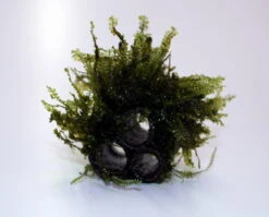 Cameroon Pyramide 2-1 / Plagiochilaceae Sp. Auf Einer Röhren-Pyramide