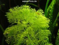 XL In-Vitro Riesenambulia Oder Wasser-Sumpffreund / Limnophila Aquatica - Gigantea