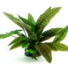 In-Vitro Marmorierter Wasserkelch / Cryptocoryne X Purpurea