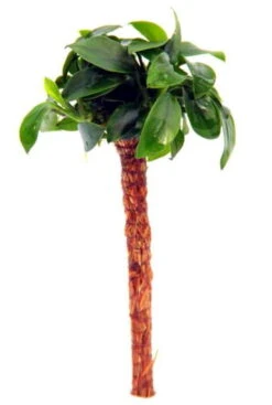 Bonsai Palme Mit Anubias Bonsai / Bonsai-Speerblatt Auf Mini-Palme