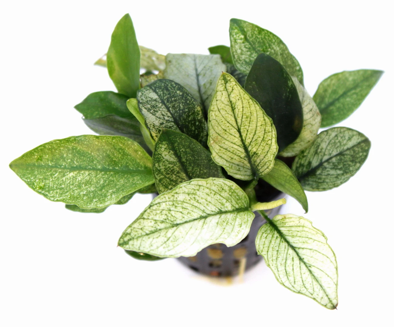 *NEU* Geschecktes Zwergspeerblatt / Anubias Nana ´Pinto´ – Bild 2