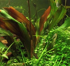Dennerle Echinodorus ´Red Chamäleon´