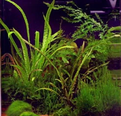 In-Vitro Grasblättrige Wasserkelch / Cryptocoryne Crispatula