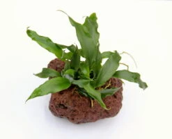 Lavastein Mit Kleines Speerblatt / Anubias Barteri Var. Glabra - Minima Auf Lavastein