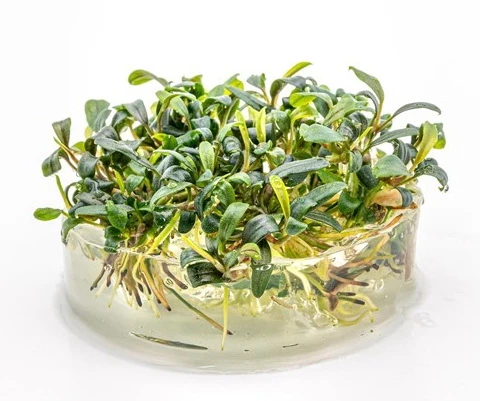 In-Vitro Bucephalandra Micrantha "Mini Needle Leaf" *TOP-RARITÄT* Von DENNERLE – Bild 2