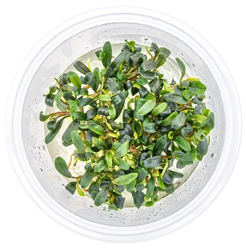 In-Vitro Bucephalandra Micrantha "Mini Needle Leaf" *TOP-RARITÄT* Von DENNERLE – Bild 3