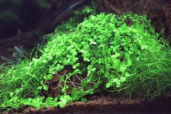 In-Vitro Monte-Carlo Zwergperlkraut / Micranthemum 'Monte Carlo'