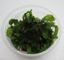 XL In-Vitro Gewellter Javafarn / Microsorum Pteropus 'latifolius'