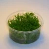 In-Vitro Kleiner Stern 'Daonoi' - Sternkraut / Pogostemon Helferi
