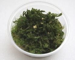 XL In-Vitro Rotala Sp. "Vietnam"