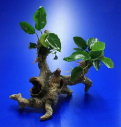 Speerblatt-Urwaldbaum Mit Höhle / Regenwaldbaum Mit Anubia Nana