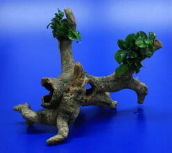Bonsai Speerblatt-Urwaldbaum Mit Höhle / Regenwaldbaum Mit Anubias 'Petite' - 'Bonsai'